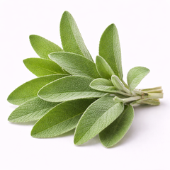 Sage (Salvia)