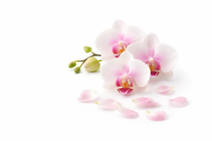 Orquídeas