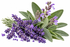 Lavanda y Salvia
