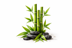 Australian Bamboo