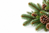 Christmas Spruce