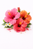 Hawaiian Hibiscus