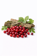 Cranberry Woods