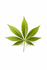 Cannabis