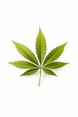 Cannabis