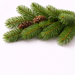 Balsam