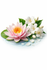 Water Lilly & Jasmine