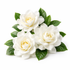 Gardenia