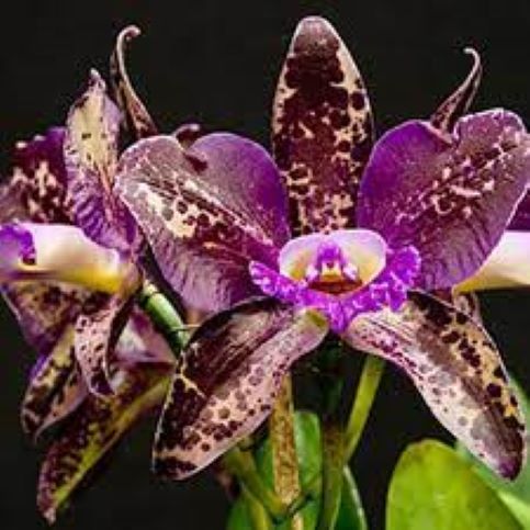 Chocolate Orchid