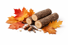Autumn Woods
