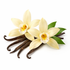 Vanilla Orchid
