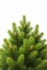 Pine Forest