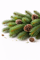 Fraser Fir (Pino)