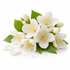 Jasmine