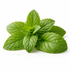 Spearmint
