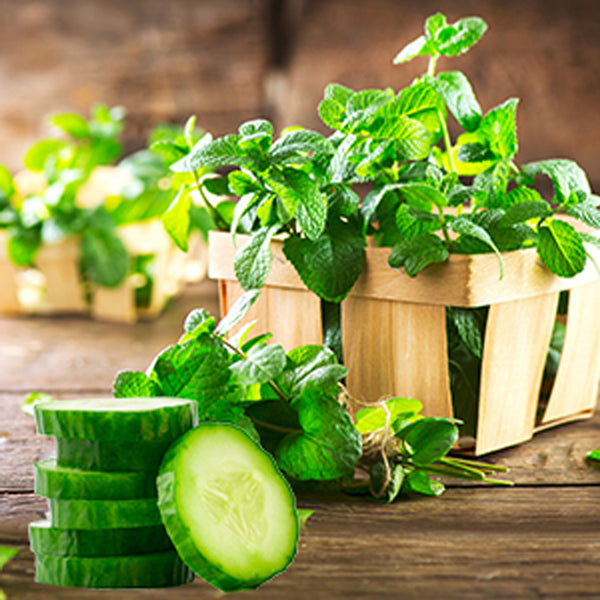 Garden Mint & Cucumber