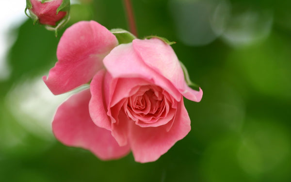 Rose Water (Agua de Rosas)