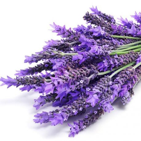 Lavanda