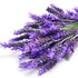 Lavanda